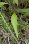 Eastern purple coneflower